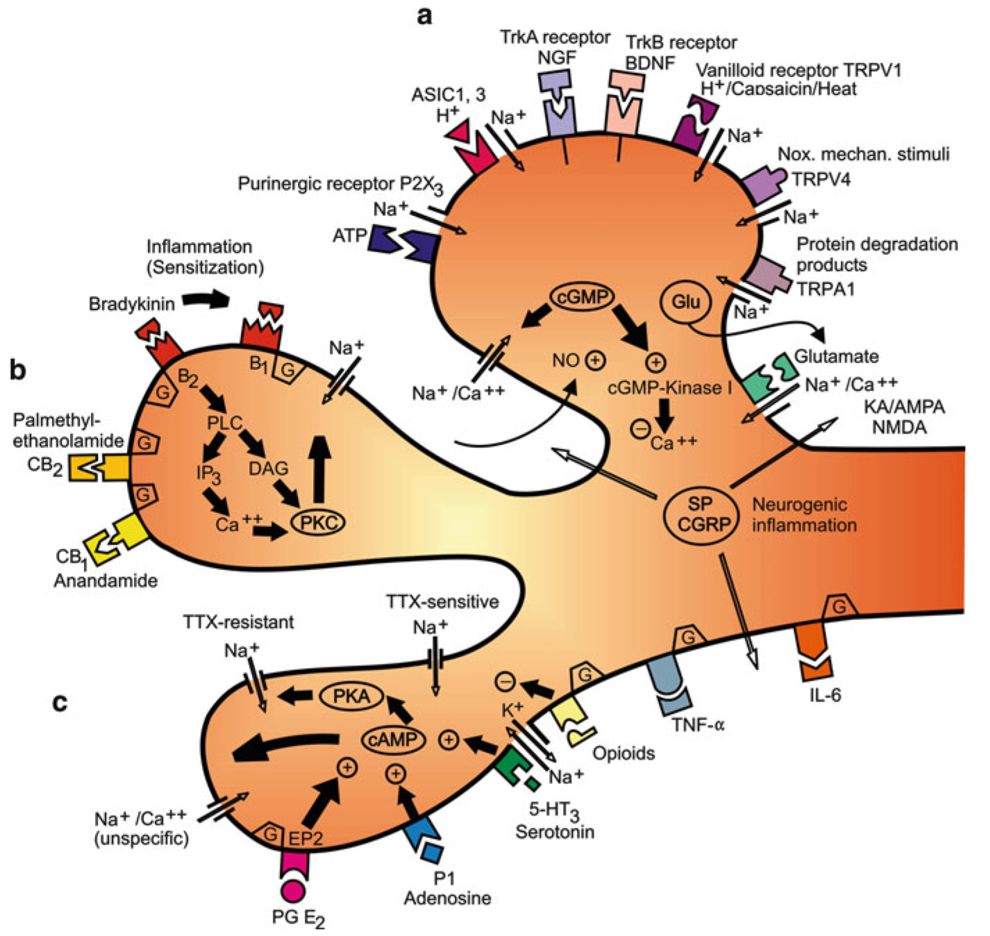 nocyreceptor